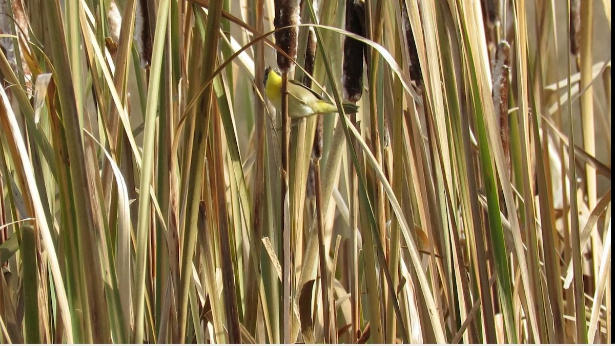 Common Yellowthroat - ML182328721