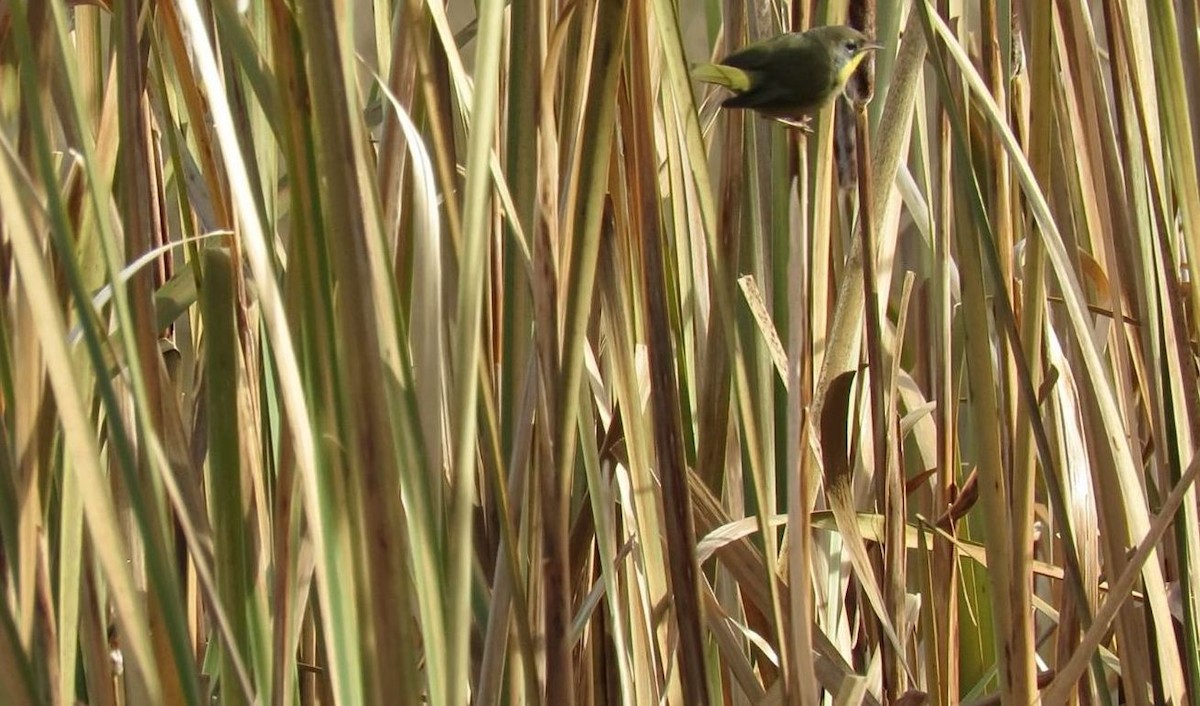 Common Yellowthroat - ML182329191