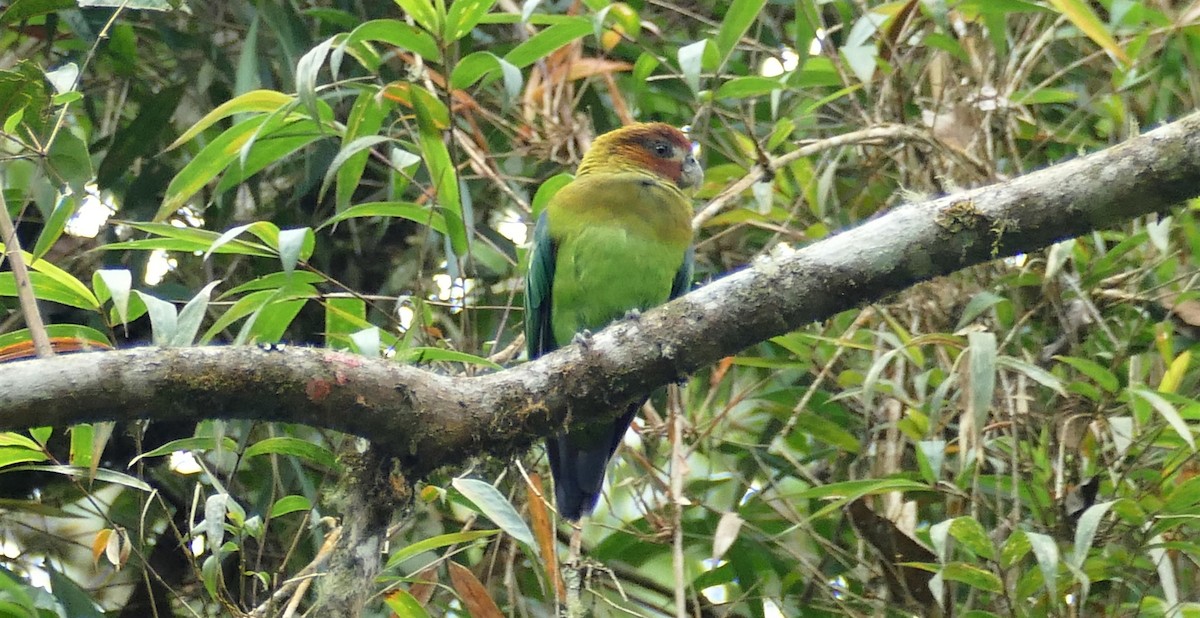 Rusty-faced Parrot - ML182329371