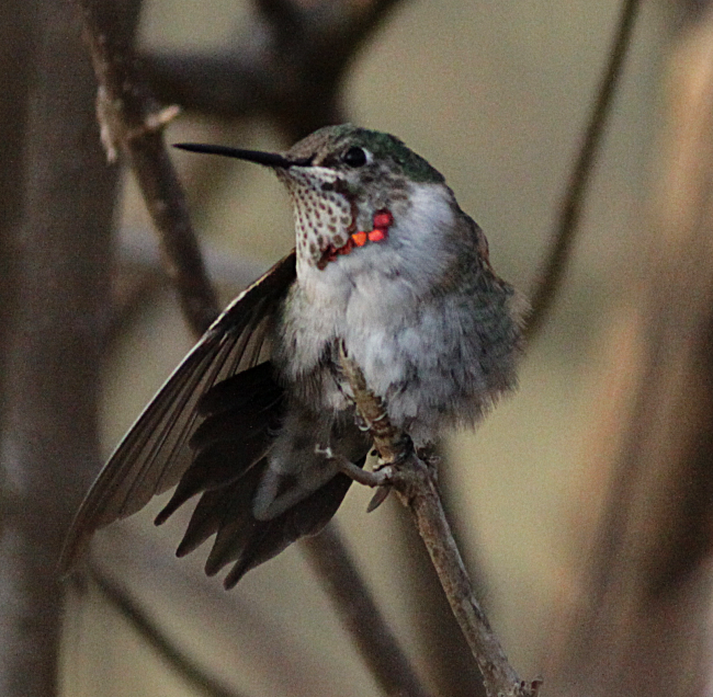 Broad-tailed Hummingbird - Bob Fogg