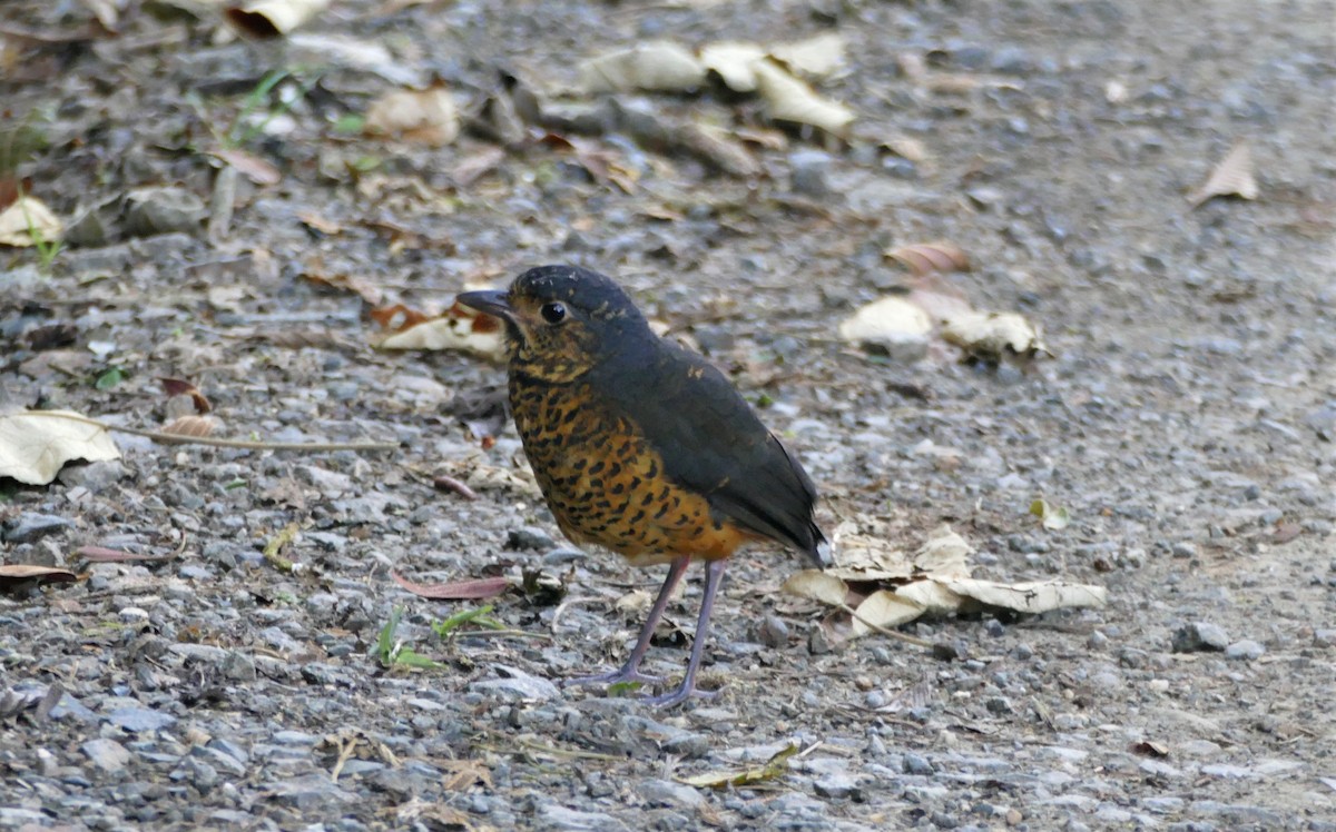 Undulated Antpitta - ML182329891