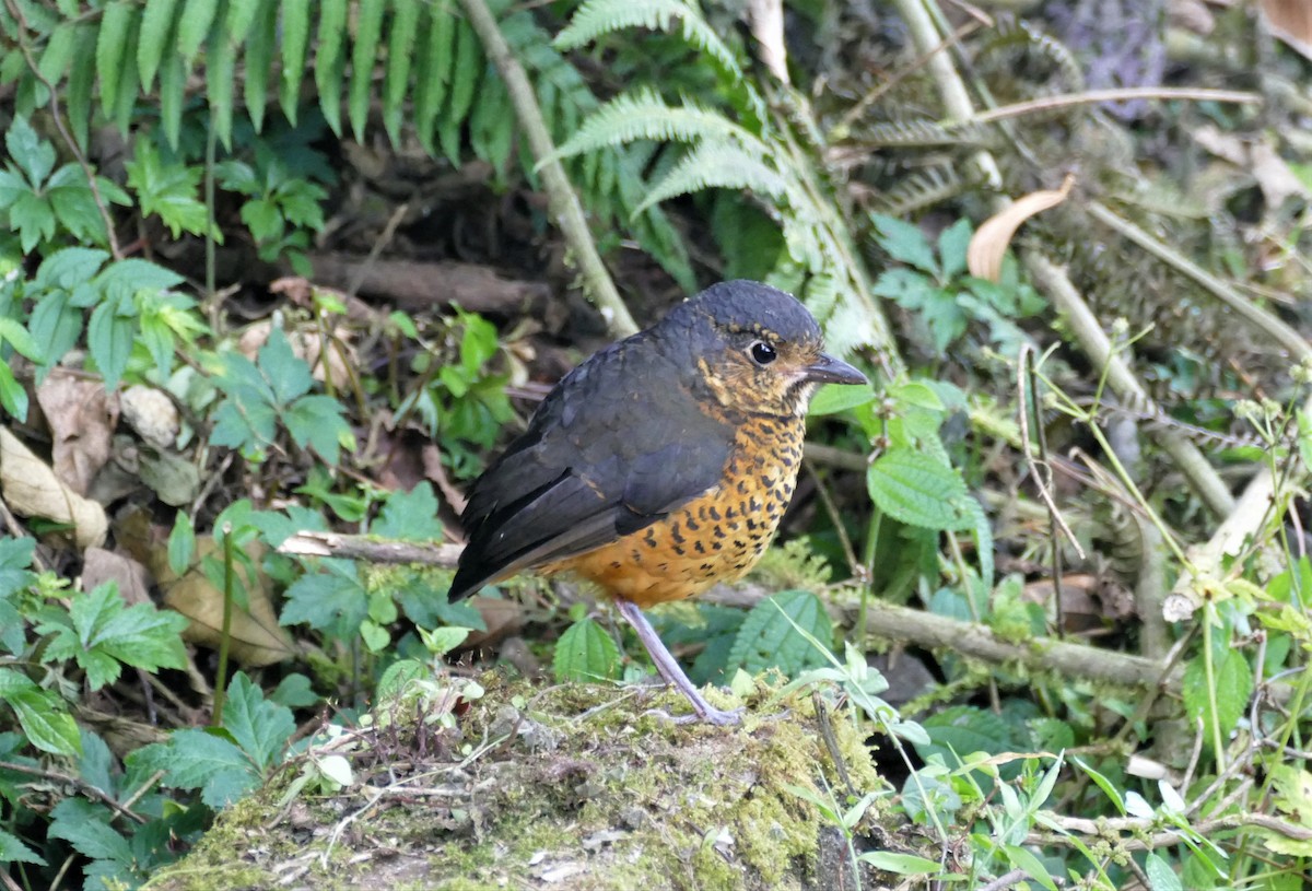 Undulated Antpitta - Peter Kennedy