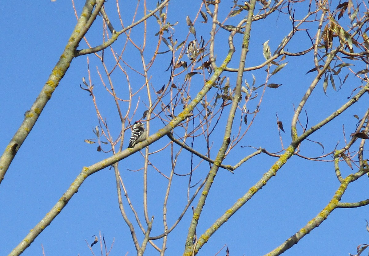 Lesser Spotted Woodpecker - ML182330021