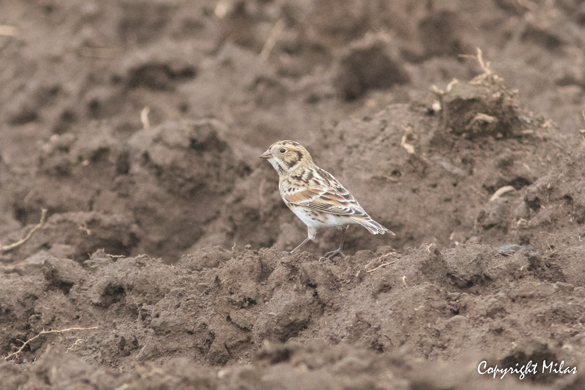 Lapland Longspur - Milas Santos