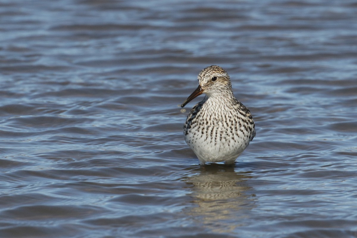 White-rumped Sandpiper - ML182330681