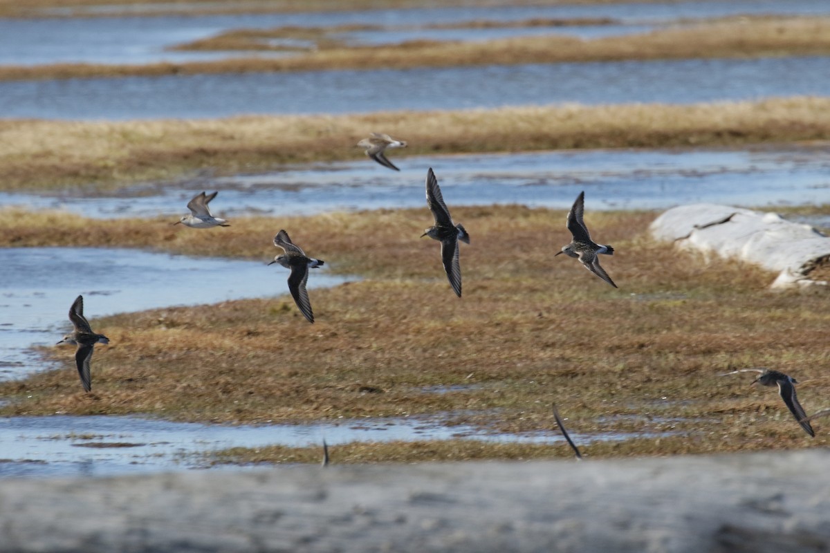 White-rumped Sandpiper - ML182332461