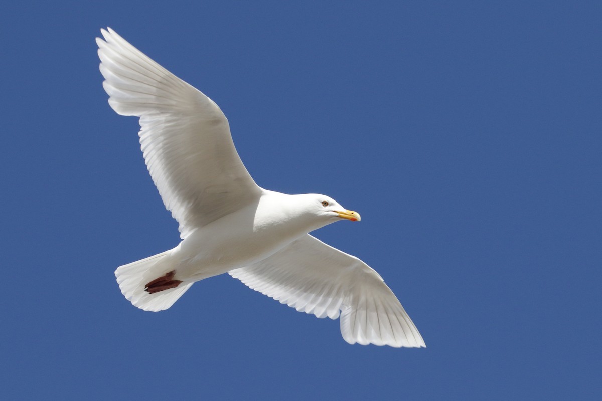 Glaucous Gull - ML182332601