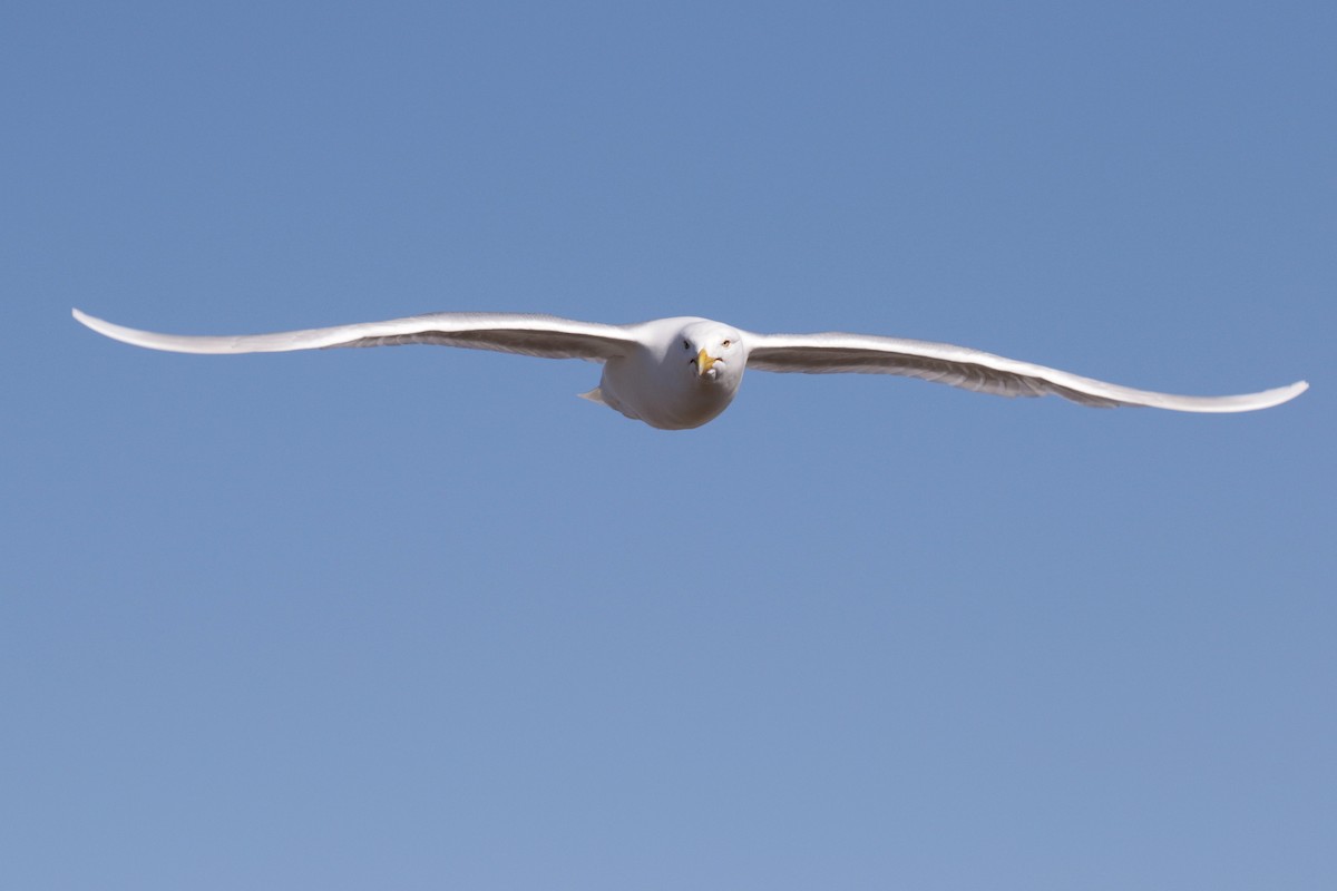 Glaucous Gull - ML182332611