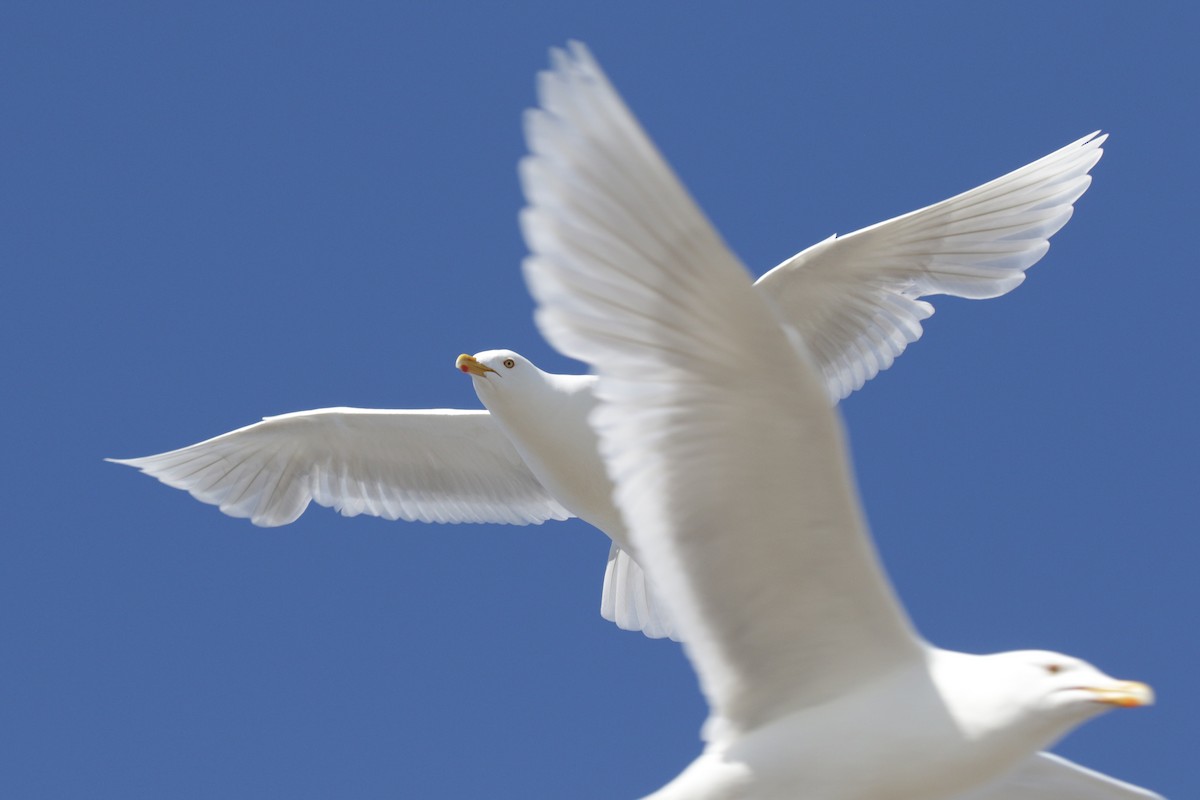 Glaucous Gull - ML182332631