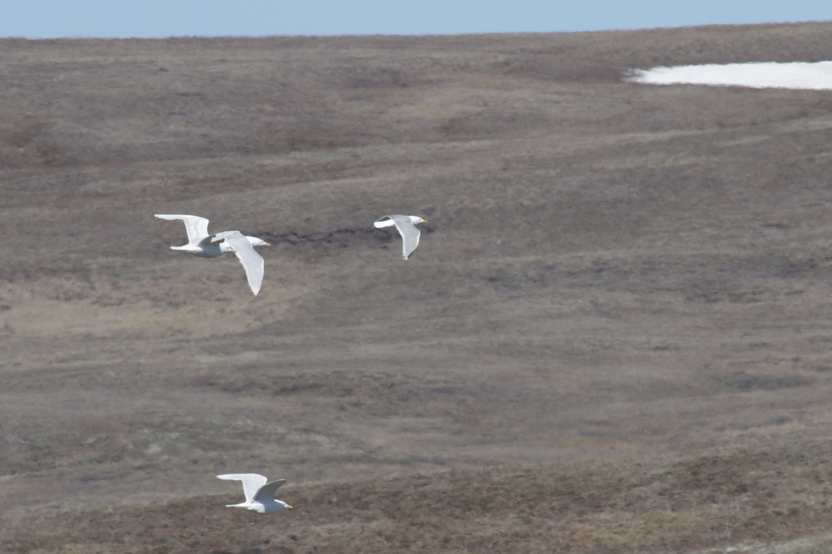 Herring x Glaucous Gull (hybrid) - ML182332641