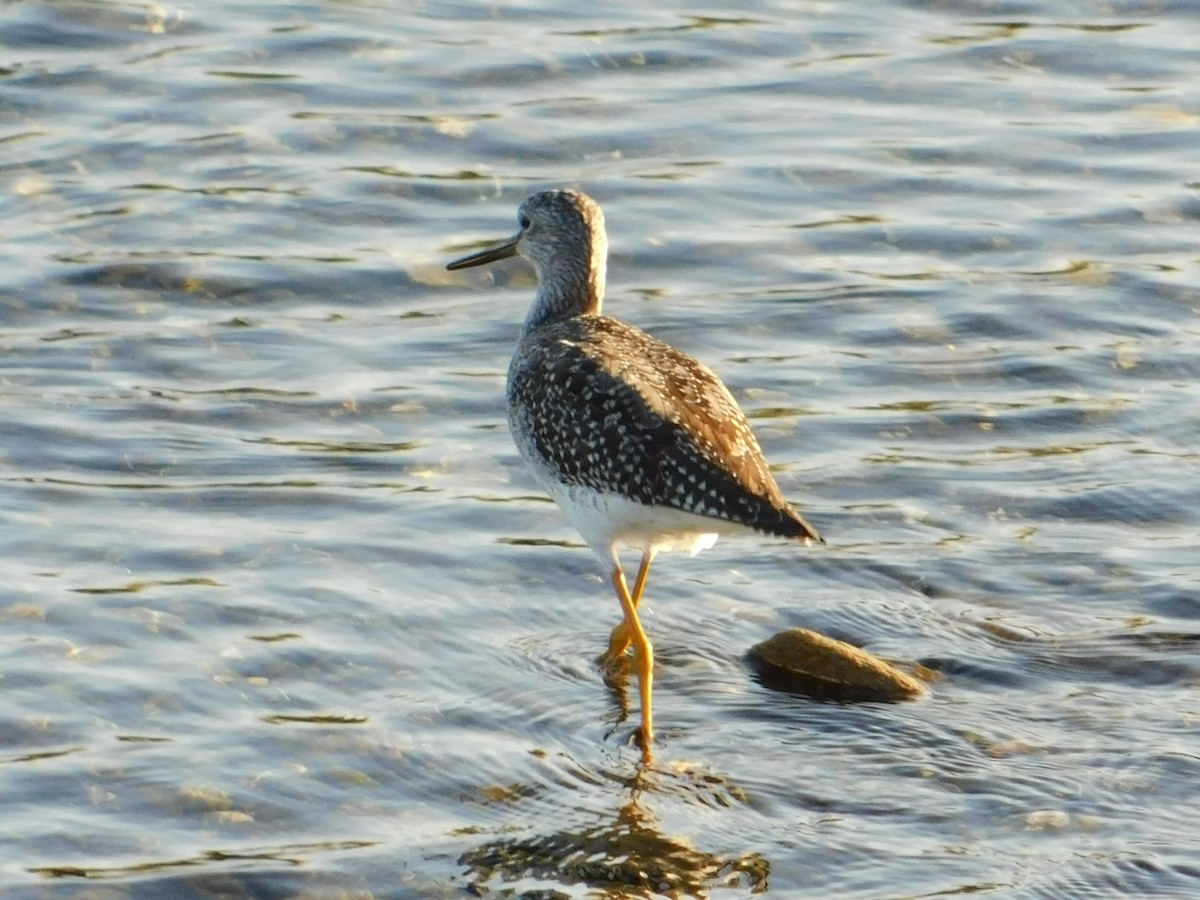 Greater Yellowlegs - Luis Mendes