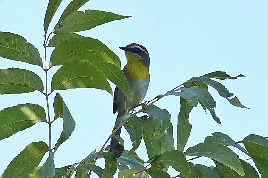Rufous-capped Warbler - Troy Hibbitts