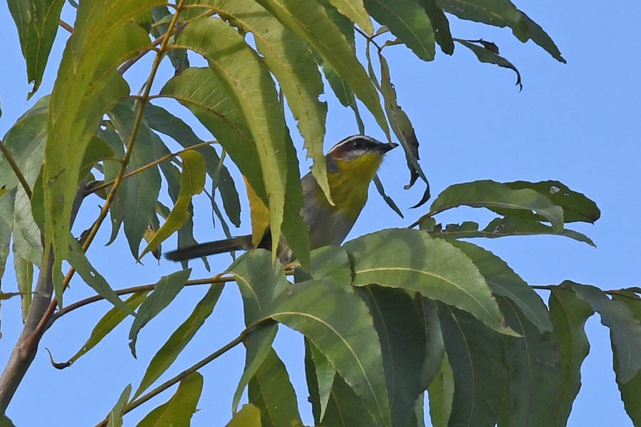 Rufous-capped Warbler - ML182335701