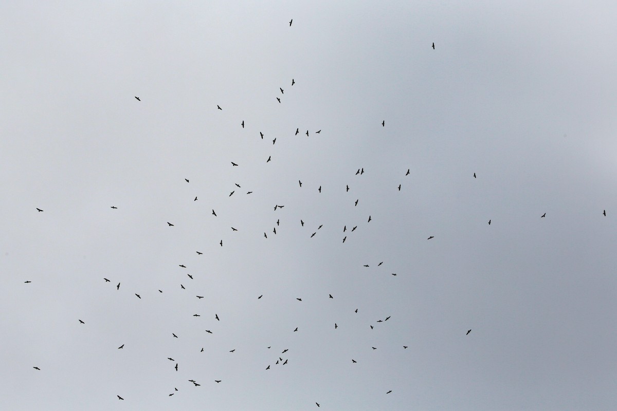 Swainson's Hawk - ML182337041