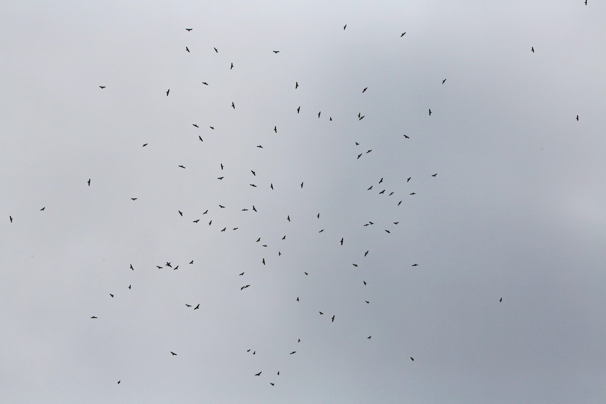 Swainson's Hawk - ML182337051
