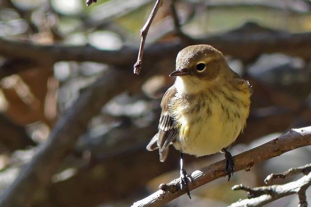 Yellow-rumped Warbler - Donald Dallaire