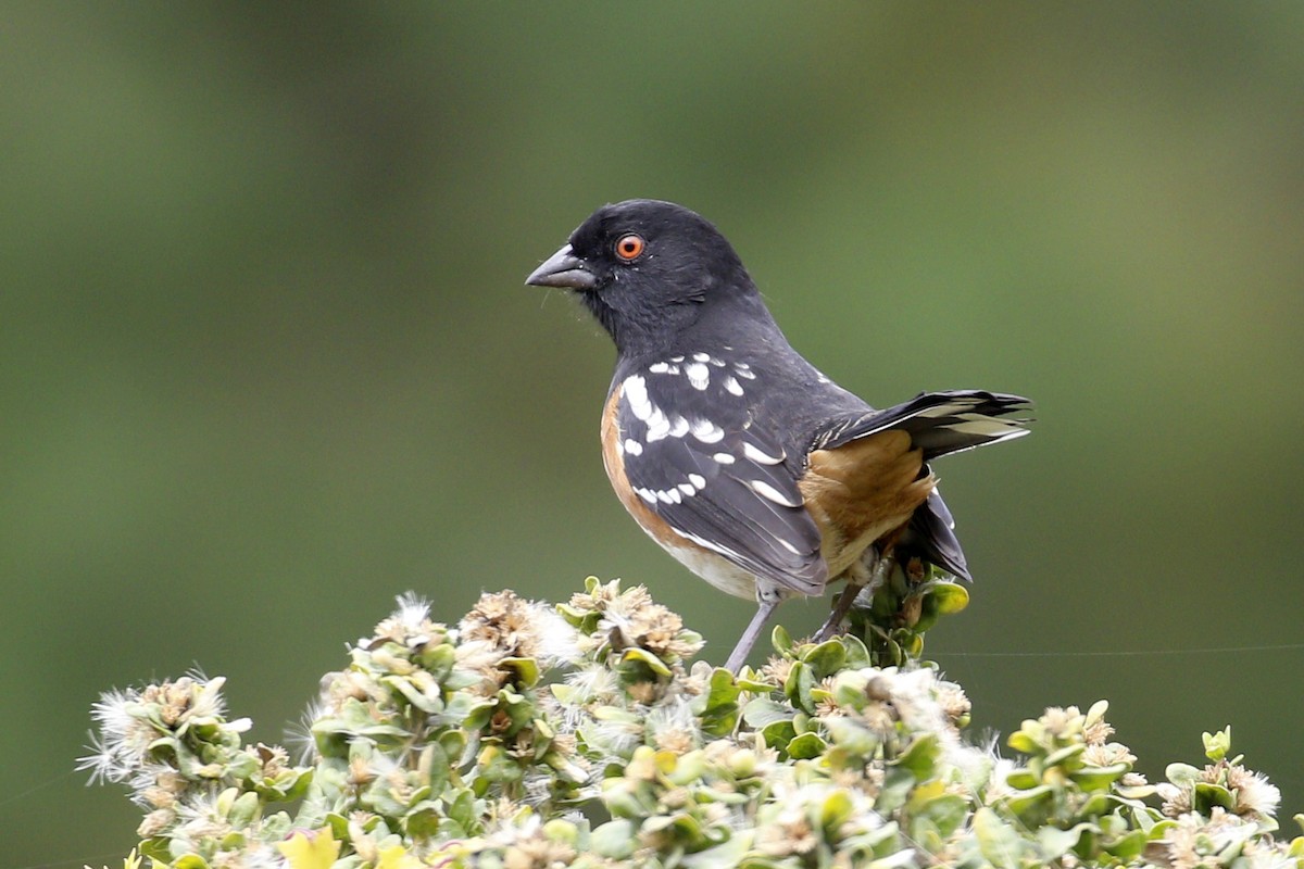 Spotted Towhee - Donna Pomeroy