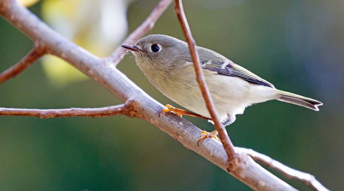 Ruby-crowned Kinglet - ML182338631