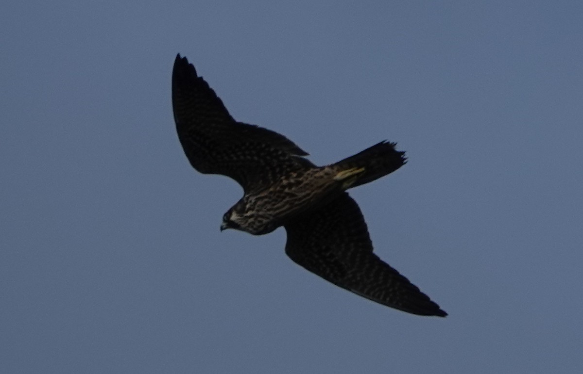 Halcón Peregrino - ML182340021