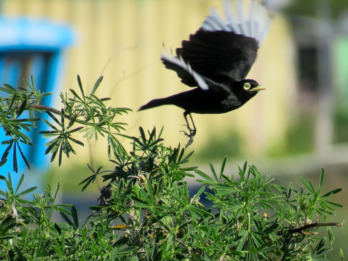 Spectacled Tyrant - ML182342631