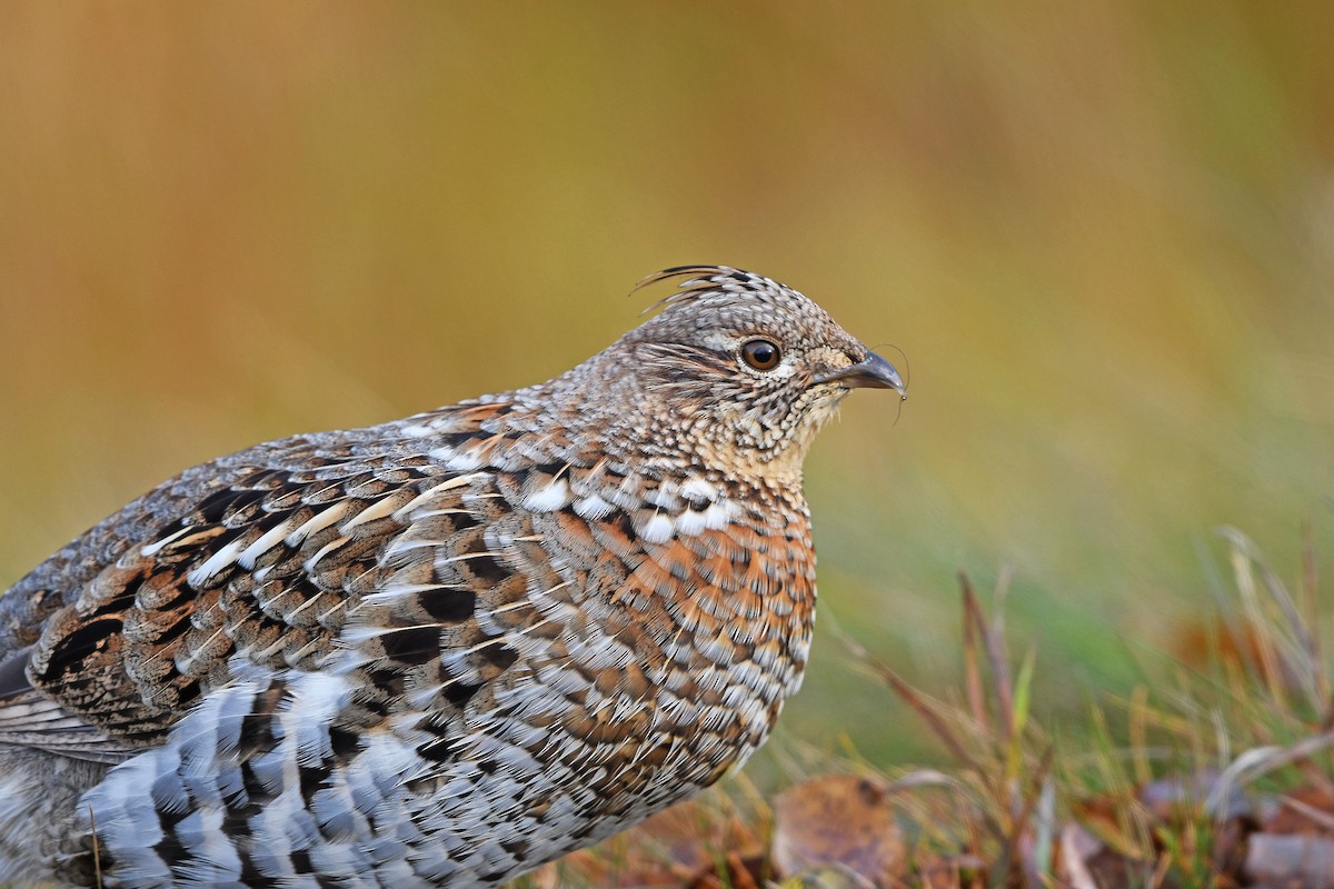 Ruffed Grouse - Chris Rees