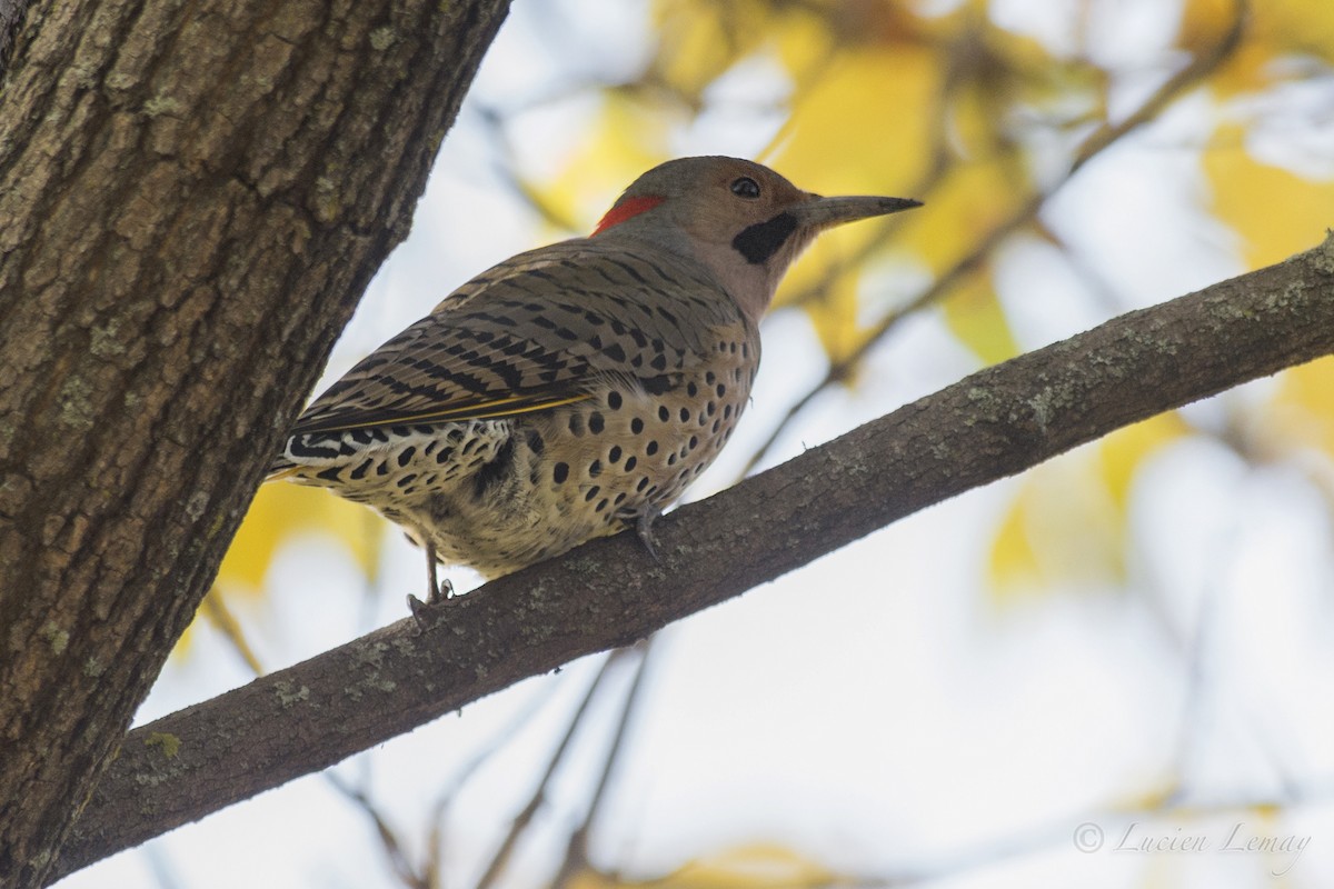 Northern Flicker - Lucien Lemay