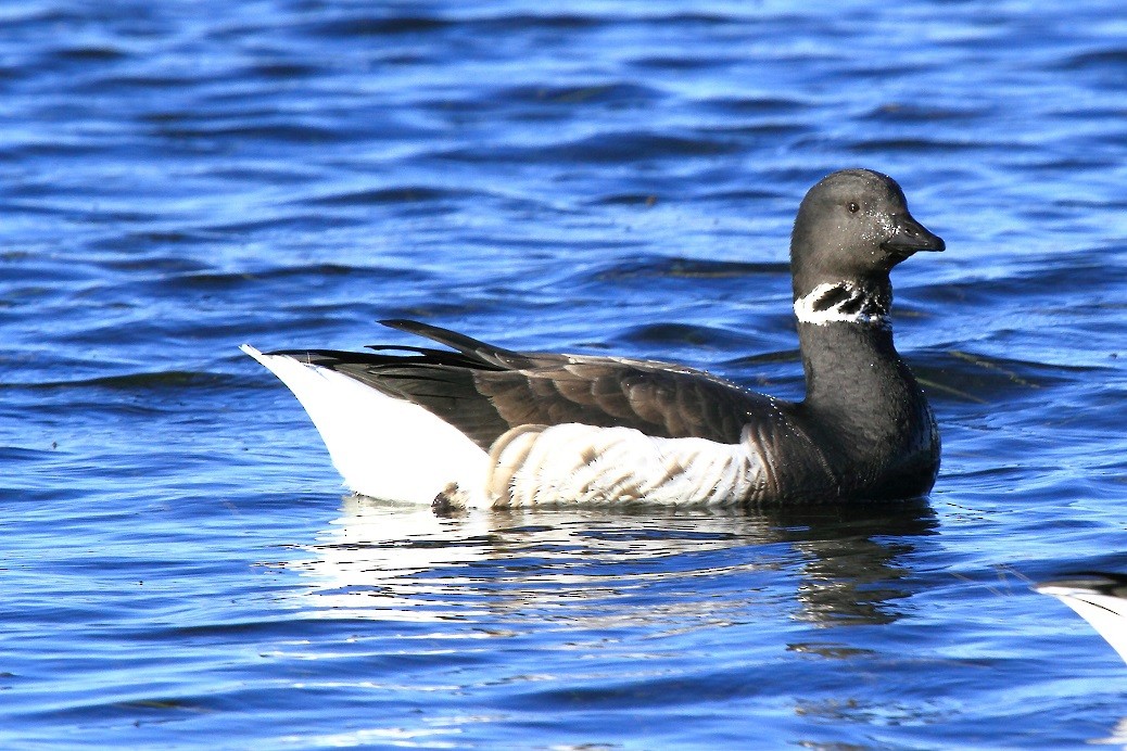 コクガン（nigricans） - ML182345631
