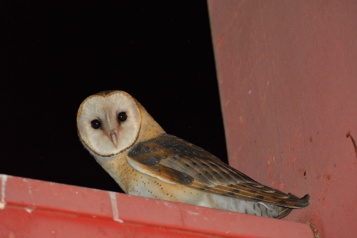 American Barn Owl (American) - ML182348361