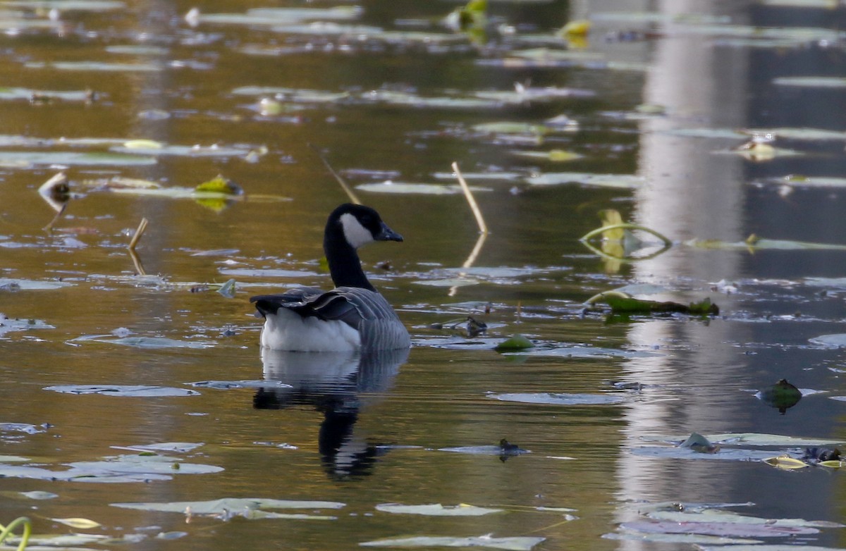 シジュウカラガン（hutchinsii） - ML182350861