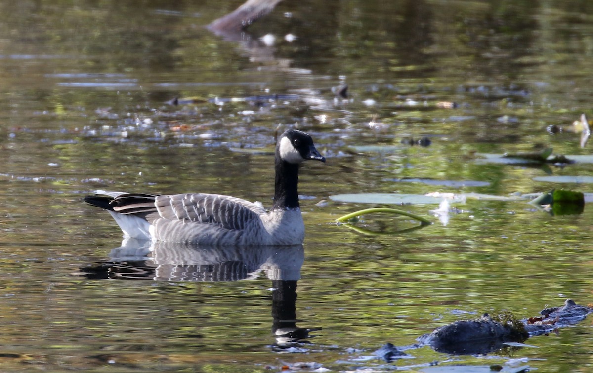 Cackling Goose (Richardson's) - Jay McGowan