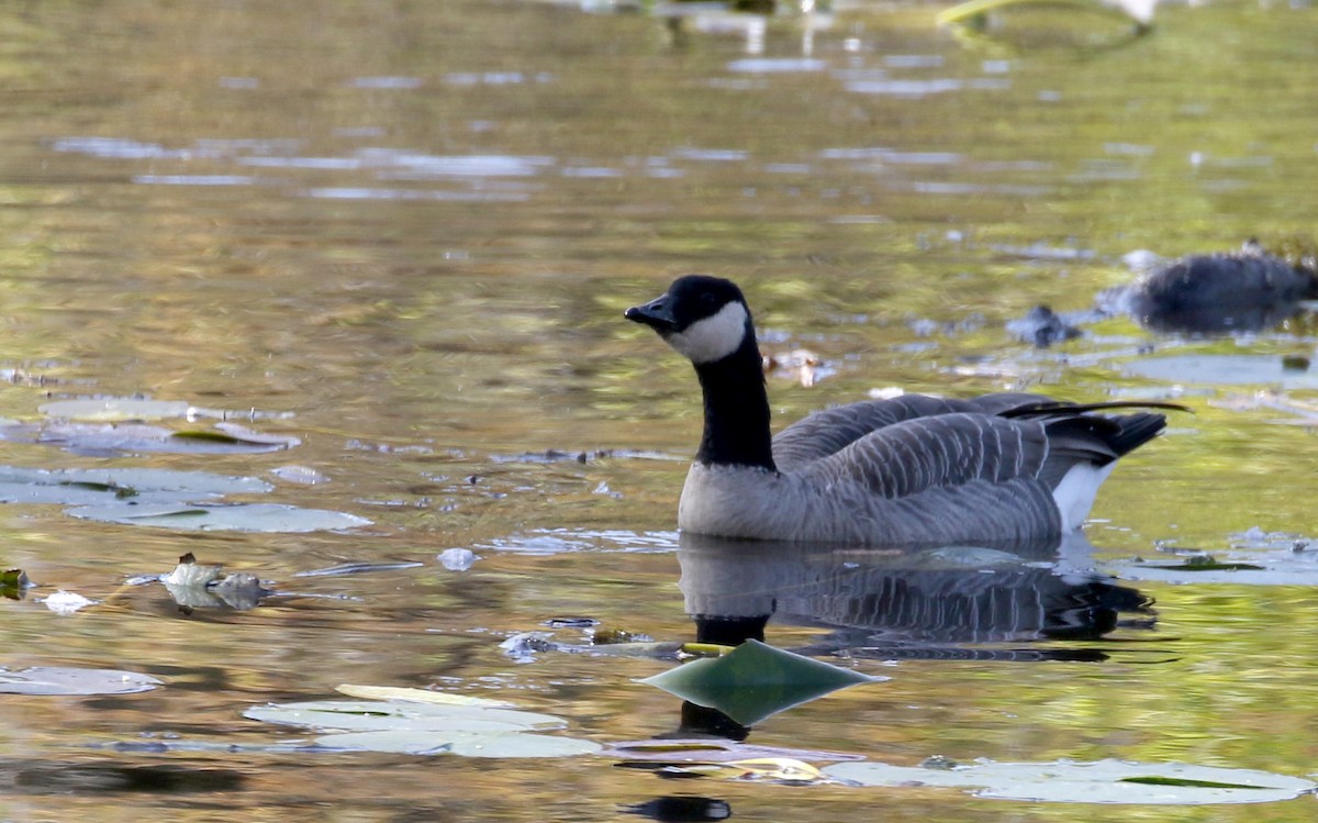 berneška malá (ssp. hutchinsii) - ML182350971