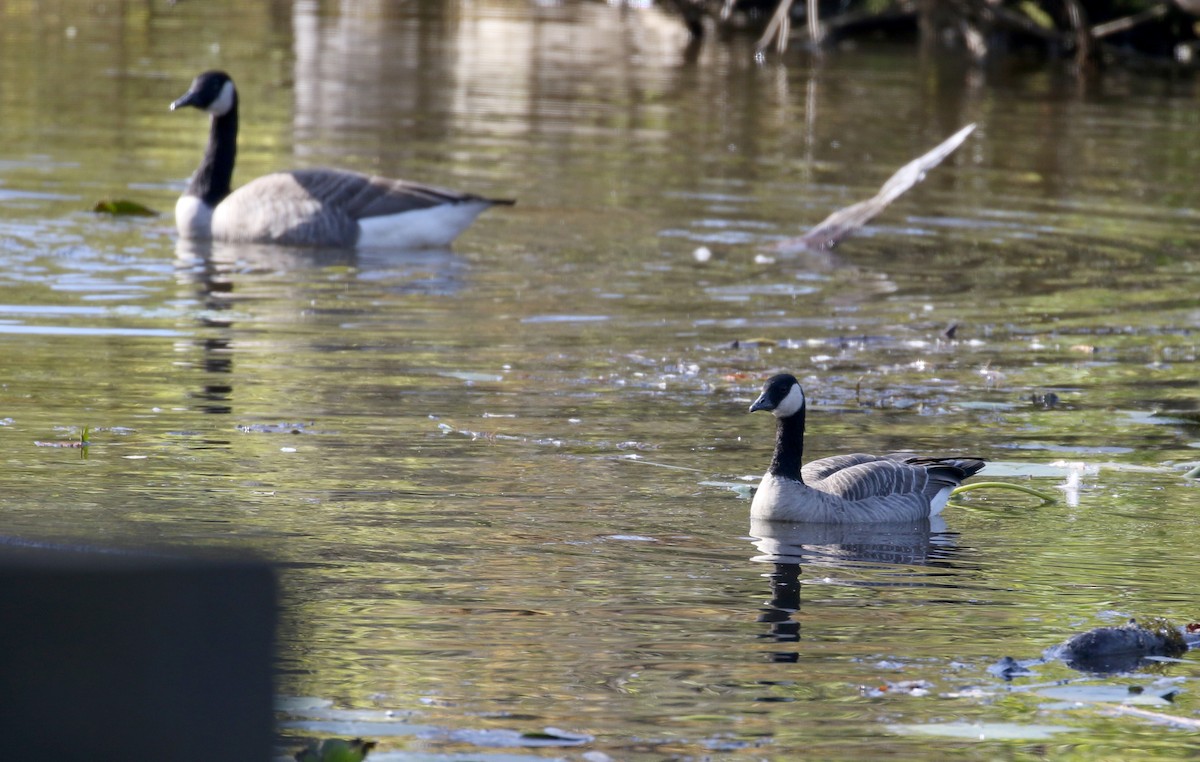 Cackling Goose (Richardson's) - Jay McGowan