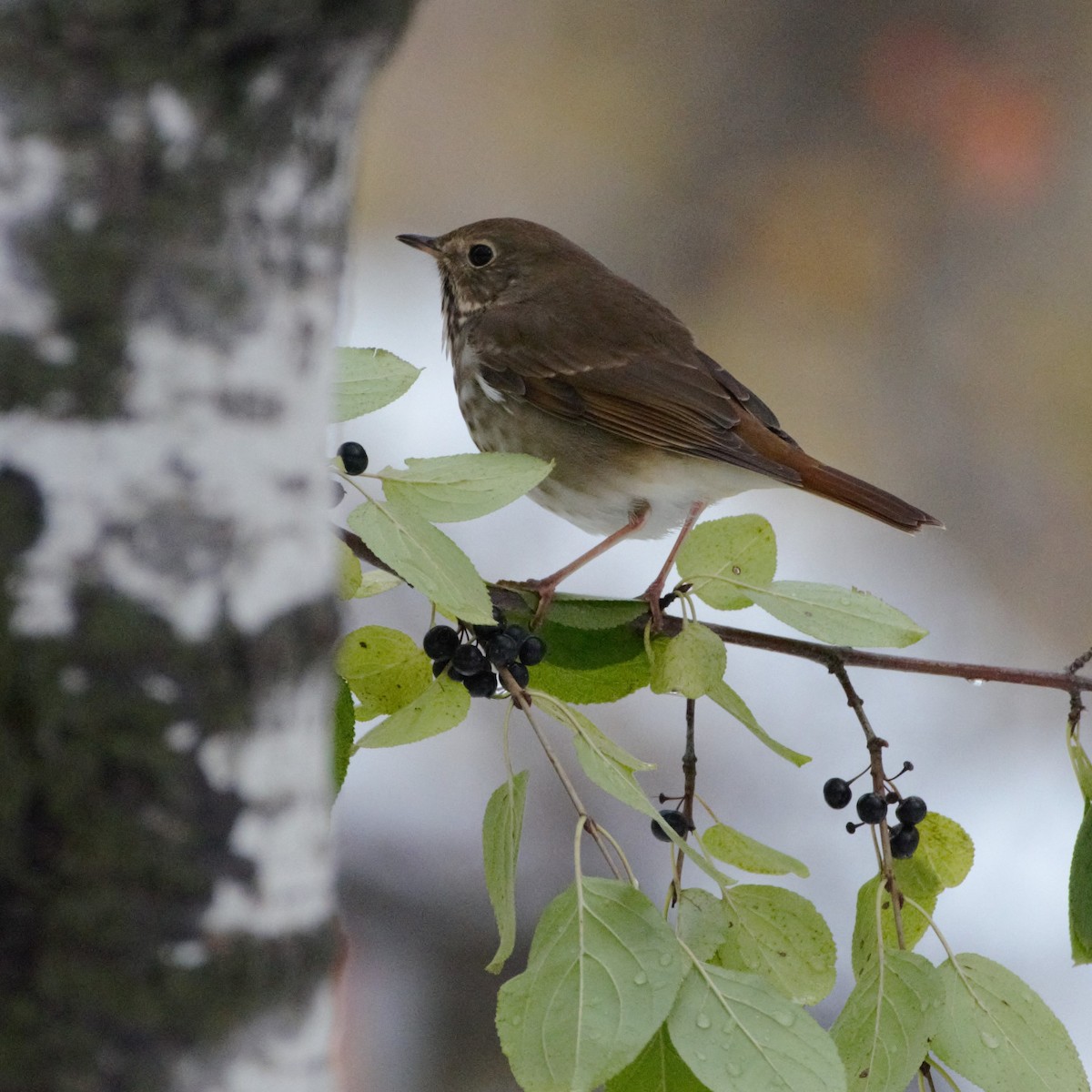 Hermit Thrush - ML182353091