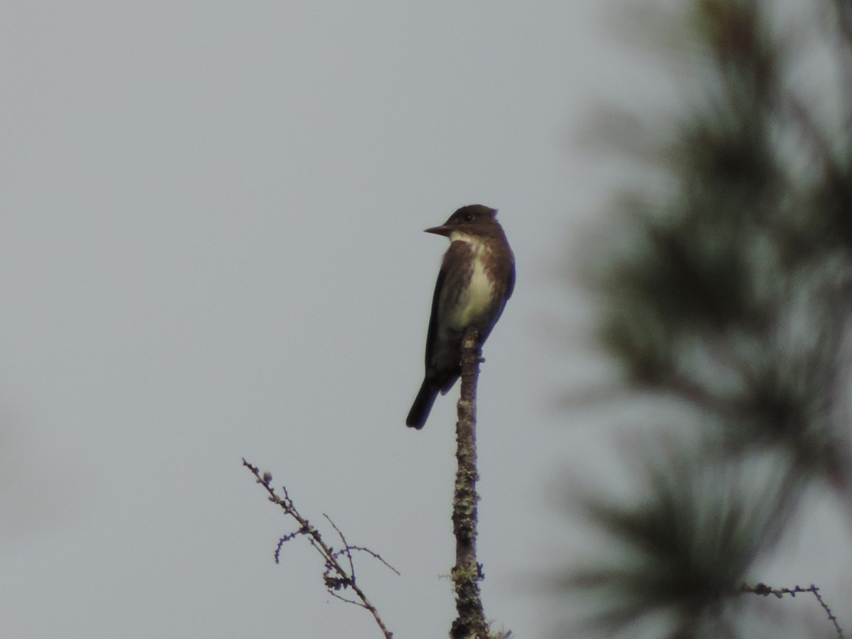 Olive-sided Flycatcher - ML182353361