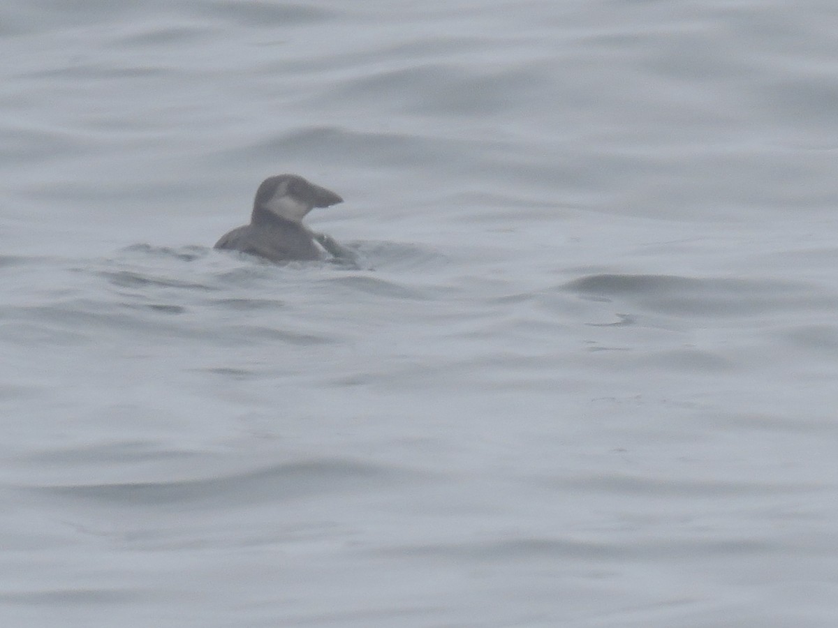 Atlantic Puffin - ML182353371