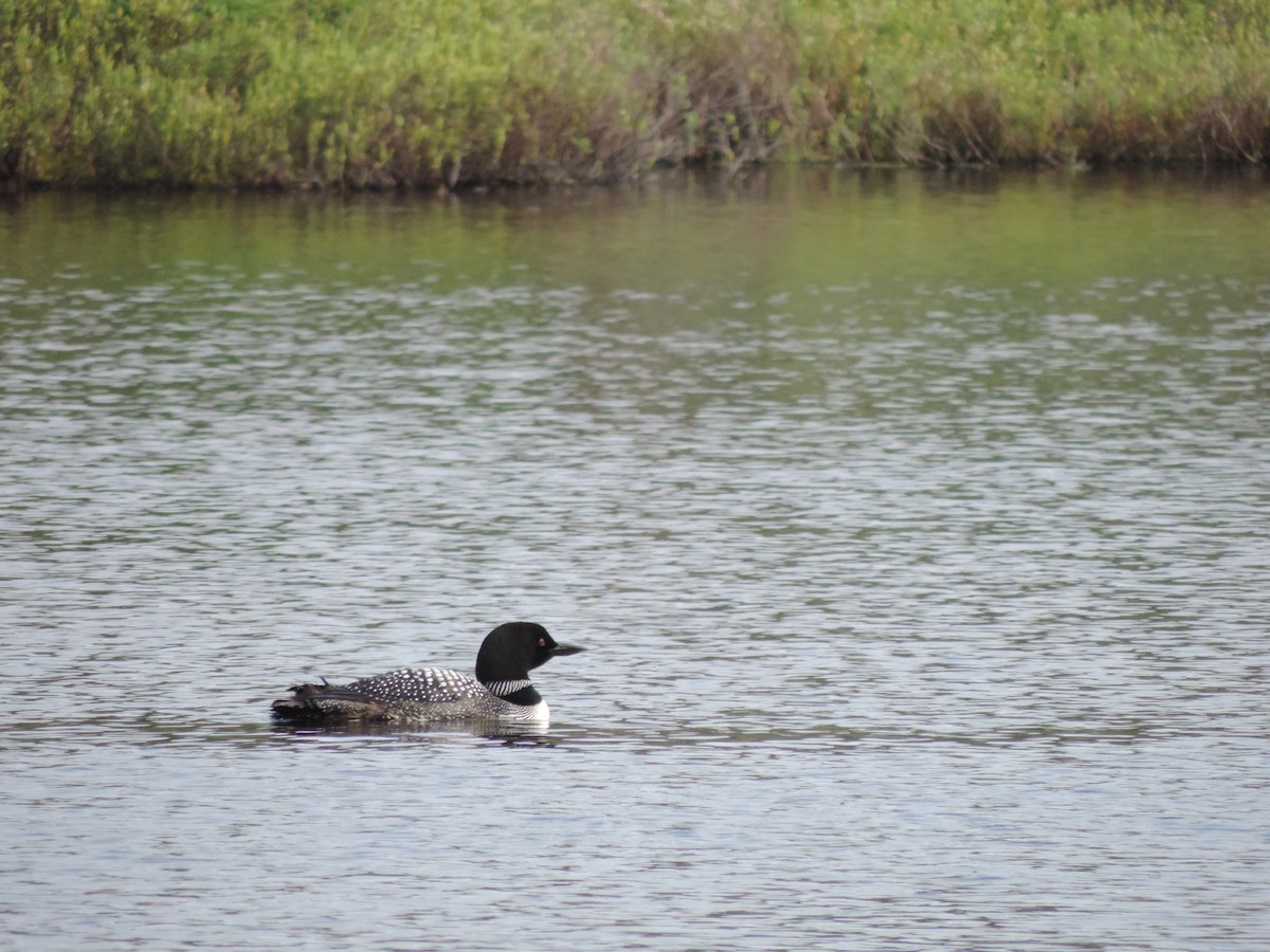 Plongeon huard - ML182353441