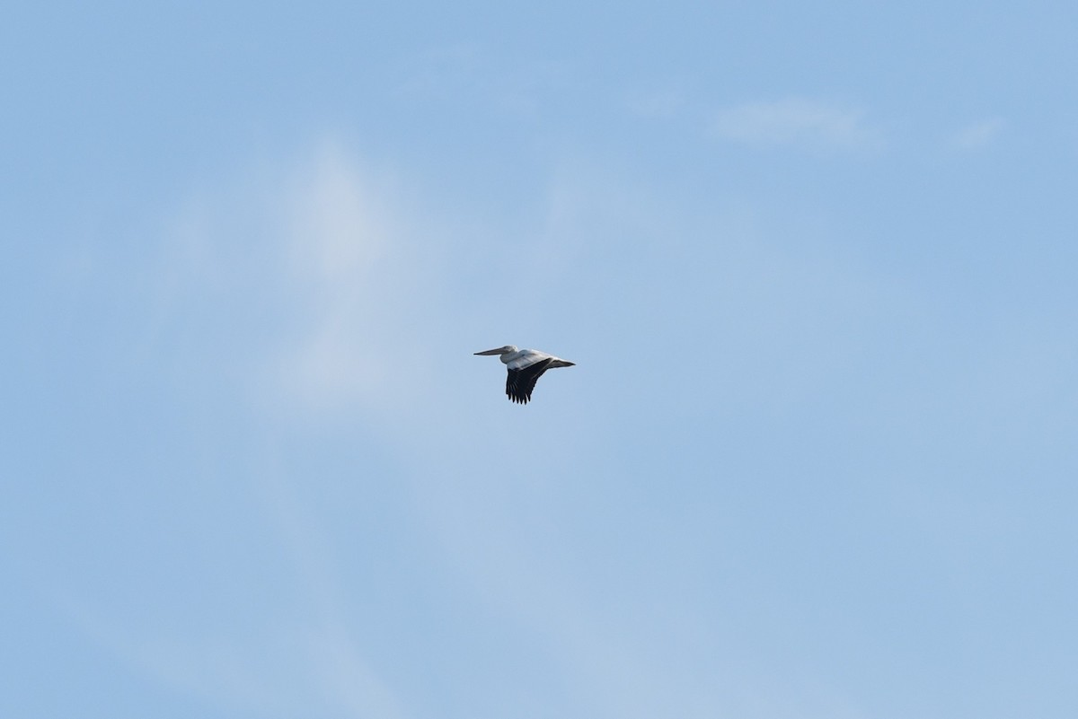 American White Pelican - Mike Zebehazy