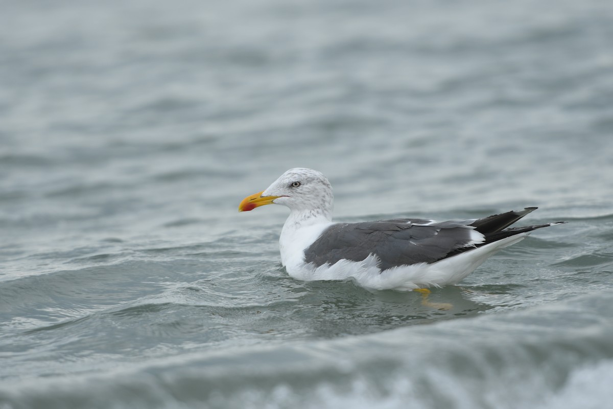 Lesser Black-backed Gull - Jonathan Irons