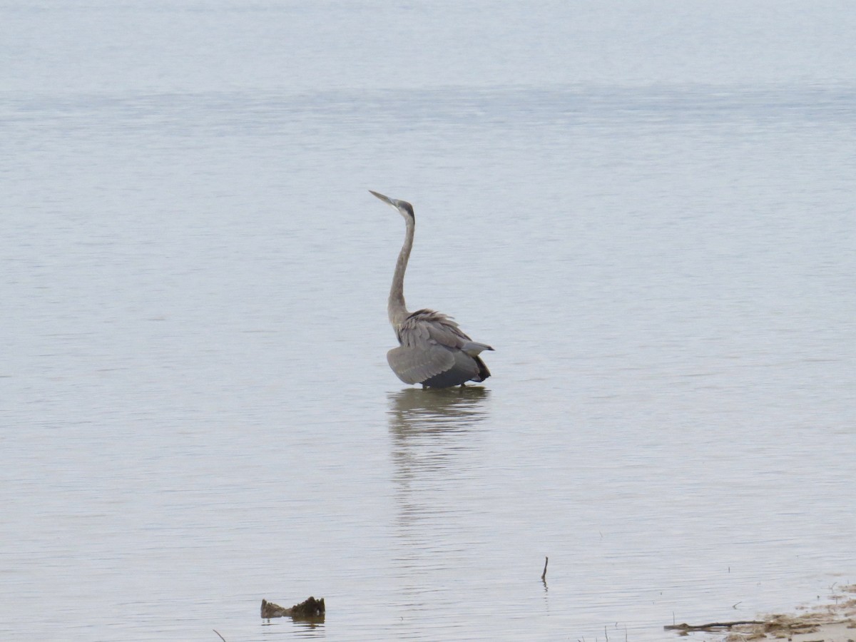 Great Blue Heron (Great Blue) - ML182355641