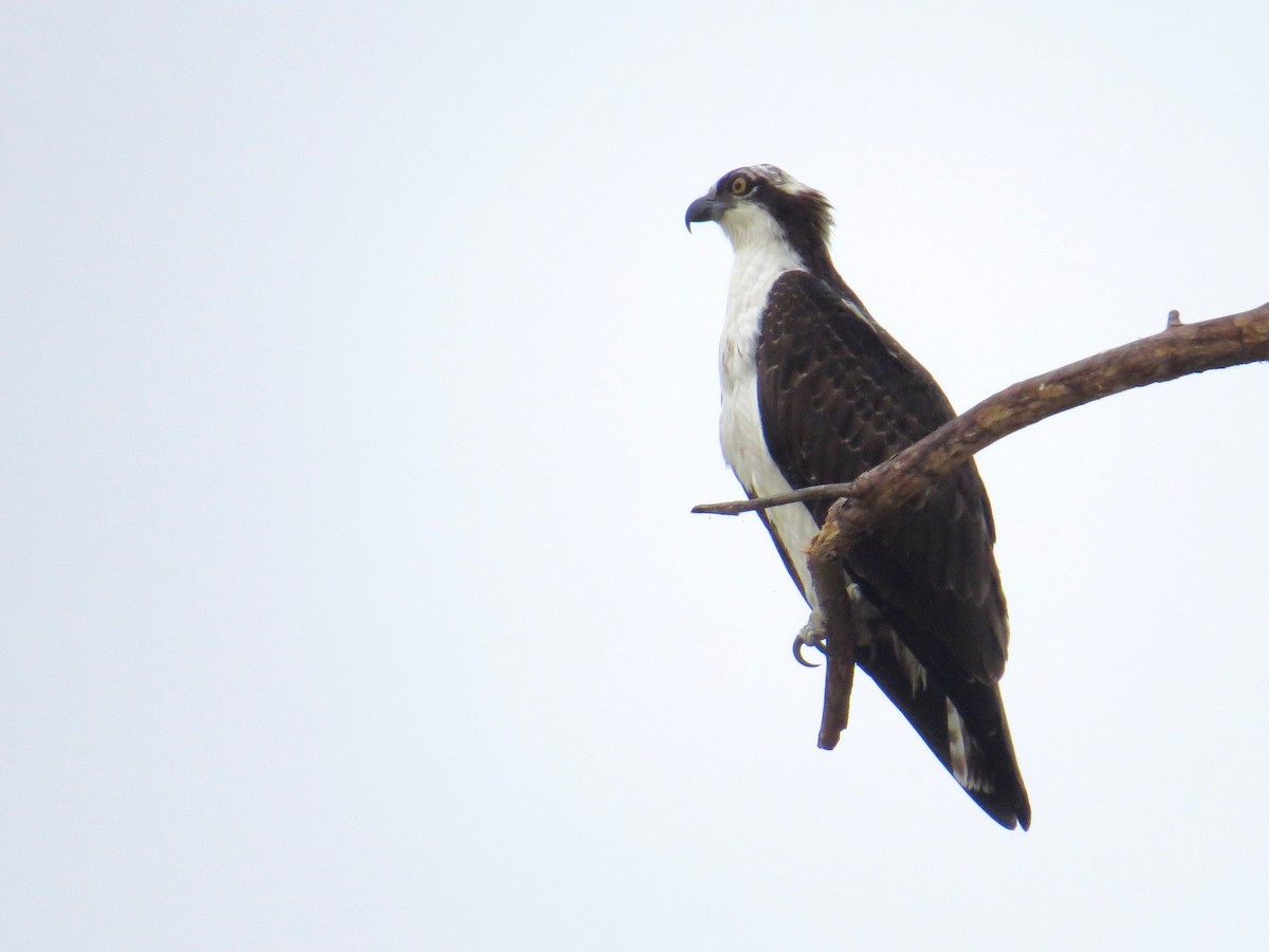 Osprey (carolinensis) - ML182355971