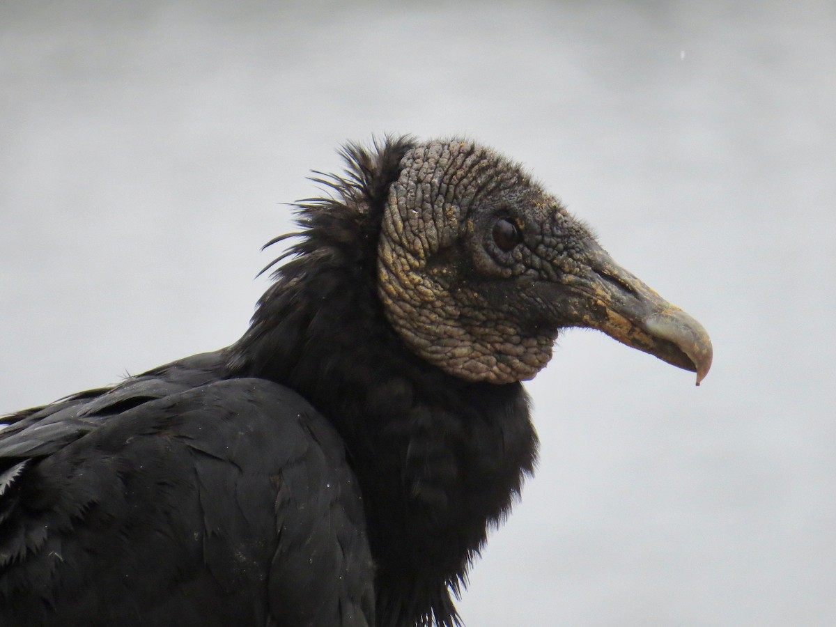 Black Vulture - Mark Kosiewski