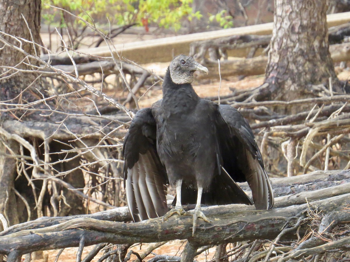 Black Vulture - ML182356021