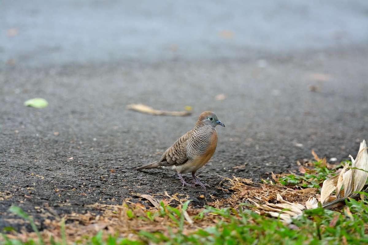 Zebra Dove - ML182358311