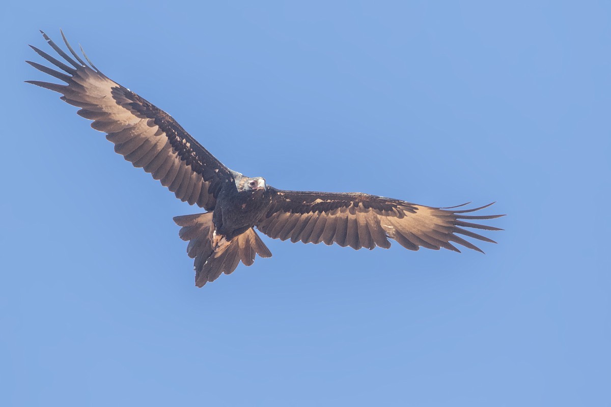 Wedge-tailed Eagle - Bradley Hacker 🦜