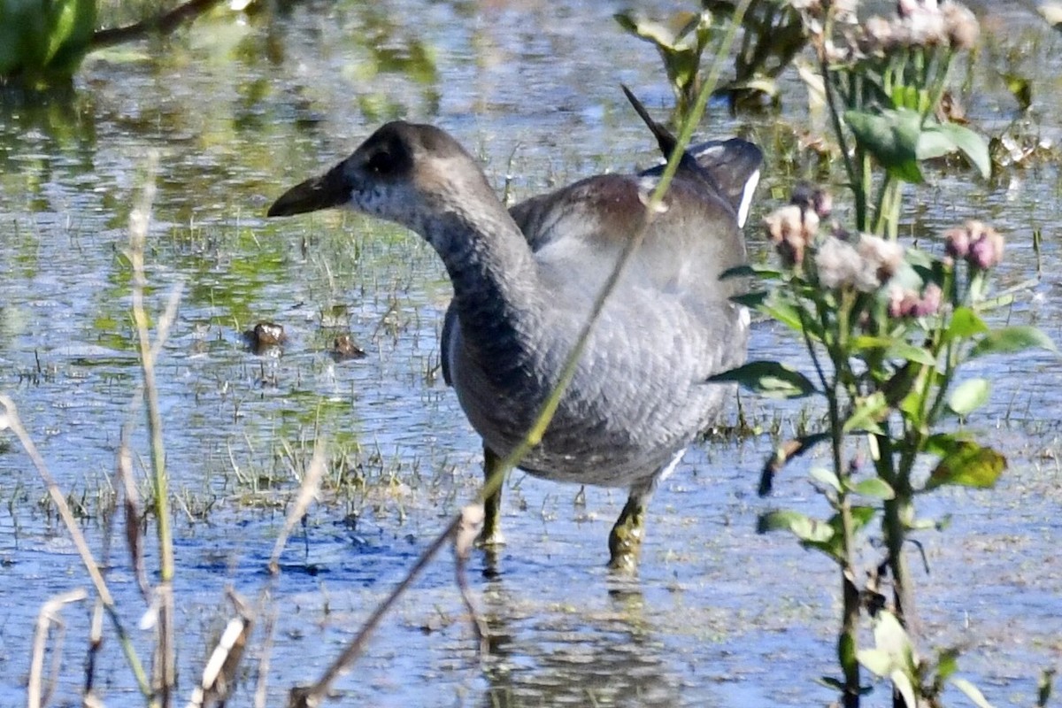 Common Gallinule - ML182360311