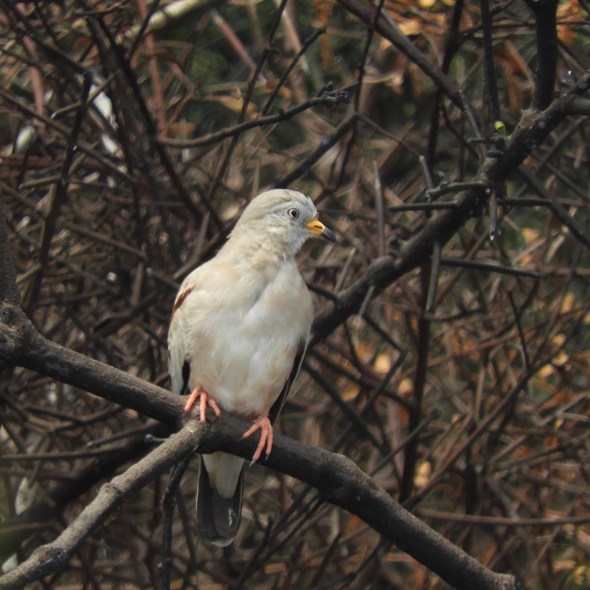 Columbina Quiquagua - ML182361771