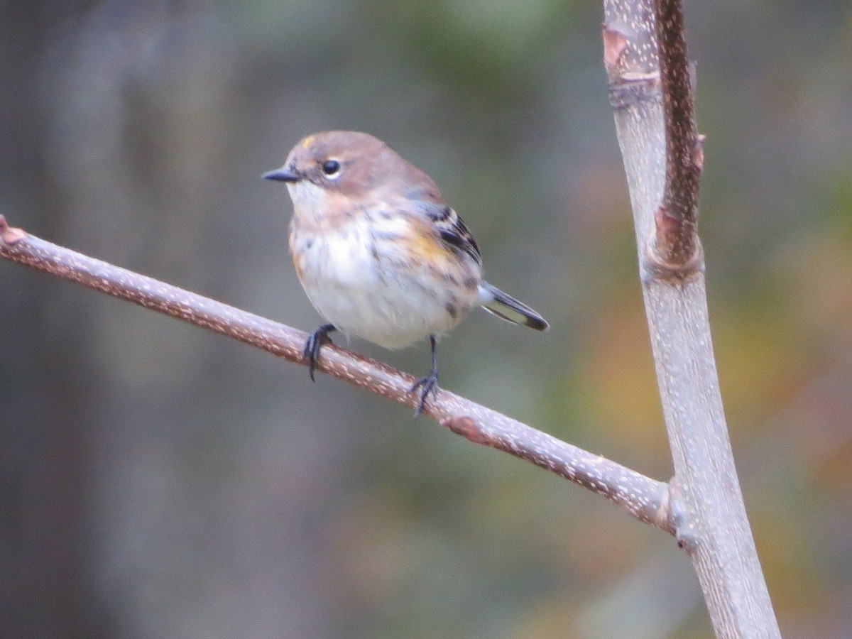 Пісняр-лісовик жовтогузий (підвид coronata) - ML182363781