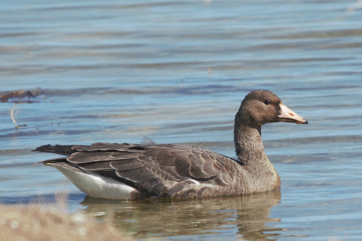 Greater White-fronted Goose - ML182363811