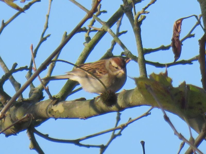 Chipping Sparrow - ML182364221