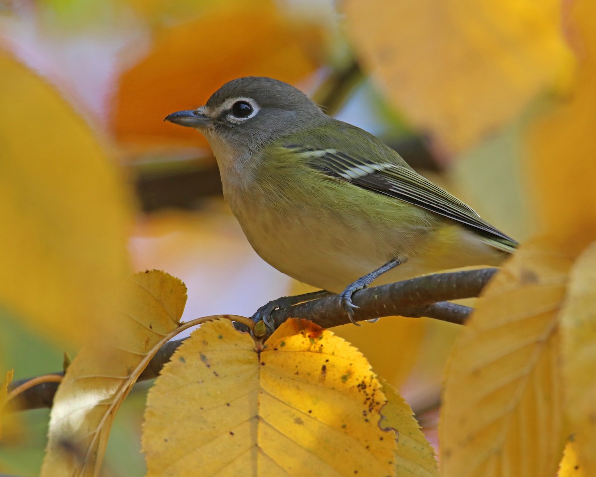 Blue-headed Vireo - ML182365551